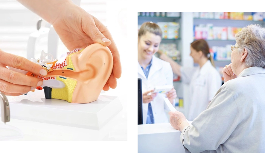 A person is holding an ear model and another person is holding a hand.